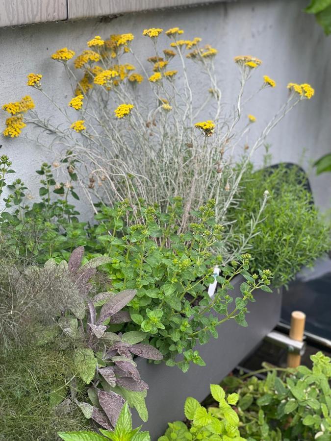 Feldberg Atelier - Courtyard Maisonette Βασιλεία Εξωτερικό φωτογραφία
